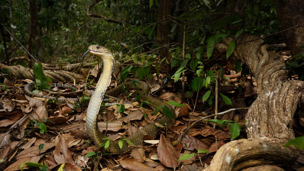 Python Snake Interesting Facts