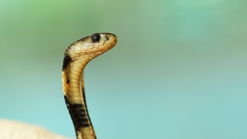 African Cobra Snake Video