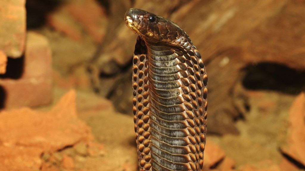 Cobra Snake Pronunciation