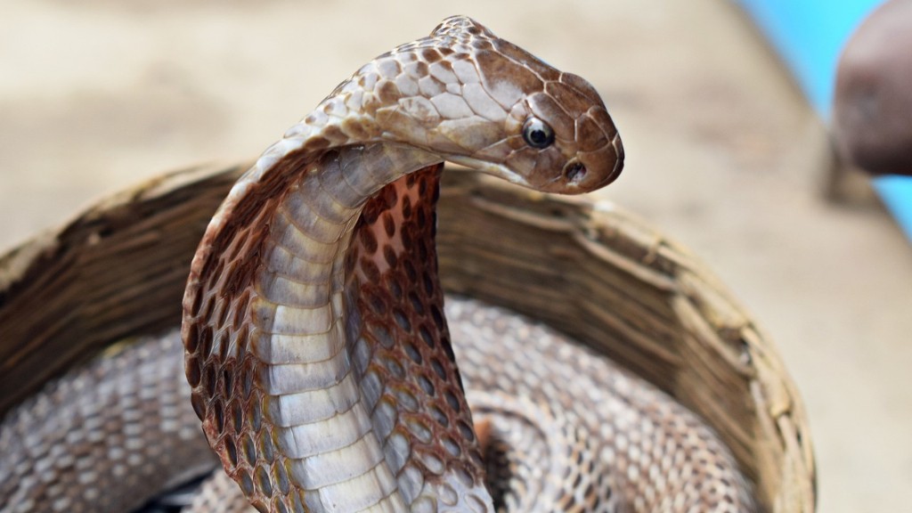 Cobra Snake In Falls Twp