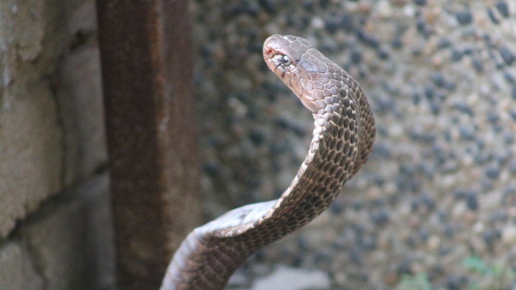 Viper Snake Vs Cobra Snake
