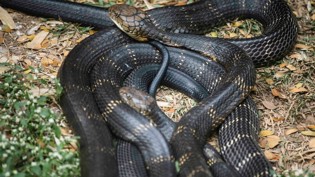 How Long Is Cobra Snake