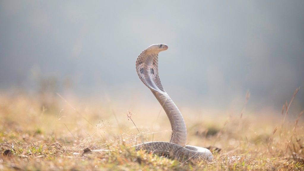 How Long Is Cobra Snake