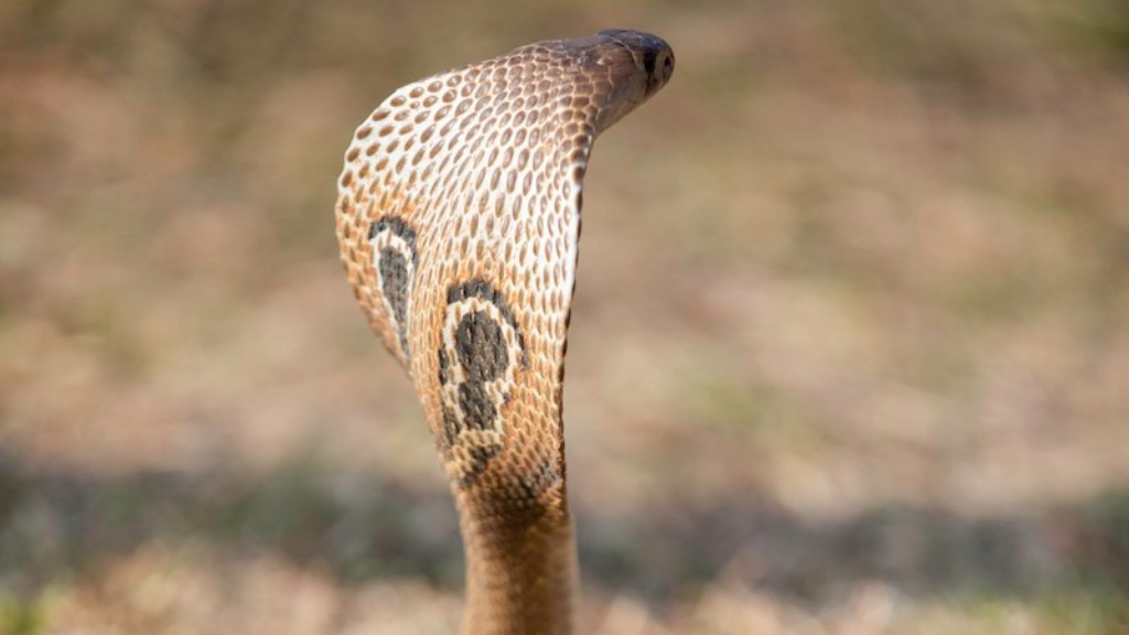 Cobra Snake Hood Purpose