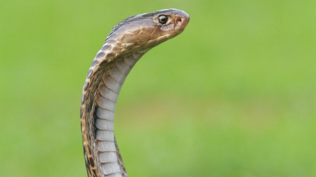 Length Of Cobra Snake