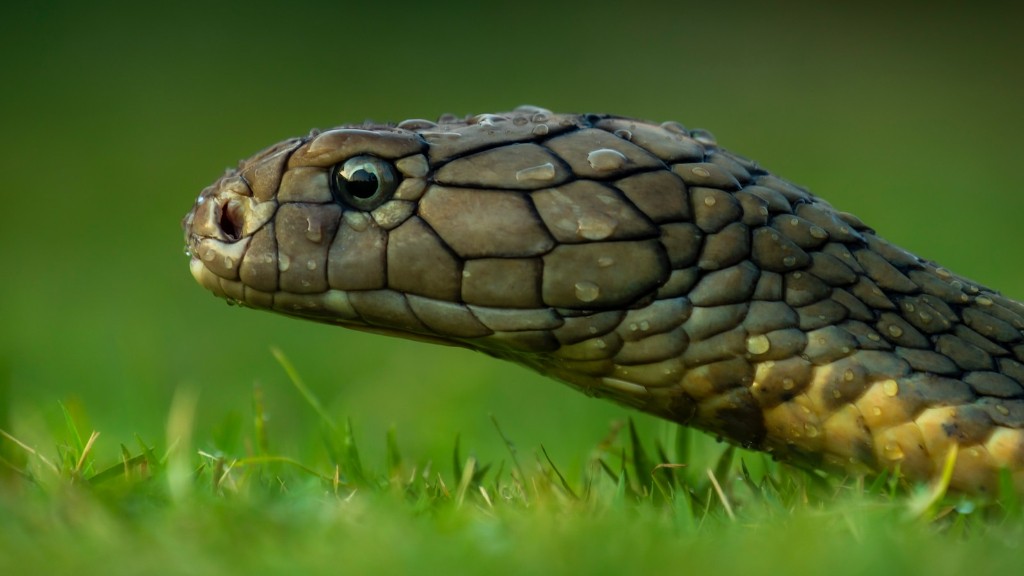 Baby Cobra Snake Facts