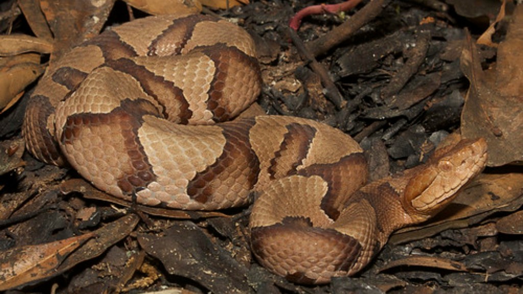 Is Baby Copperhead Snakes Bites For Poisonous