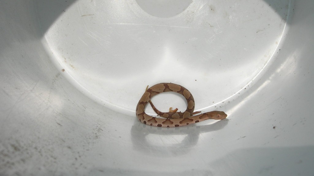 How To Identify A Baby Copperhead