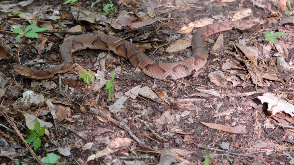 How Far Will A Copperhead Travel In 5 Days