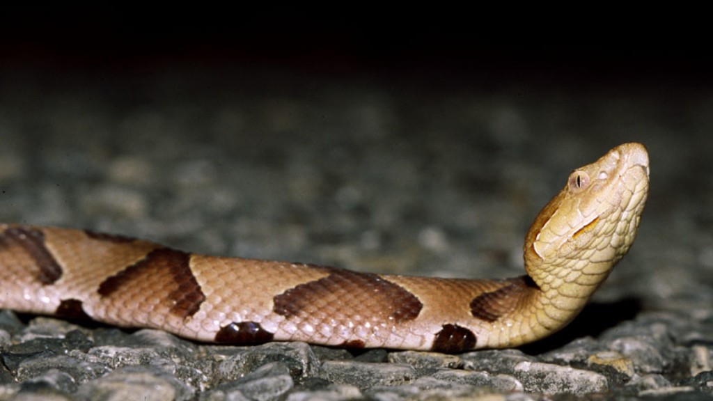What Is The Striking Distance Of A Copperhead Snake
