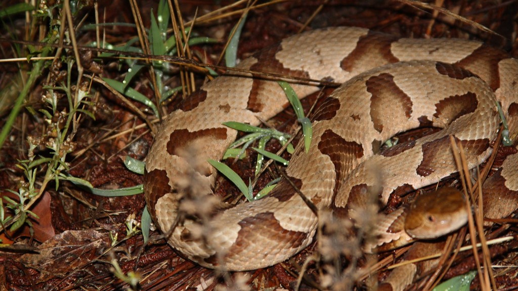 What Is The Striking Distance Of A Copperhead Snake