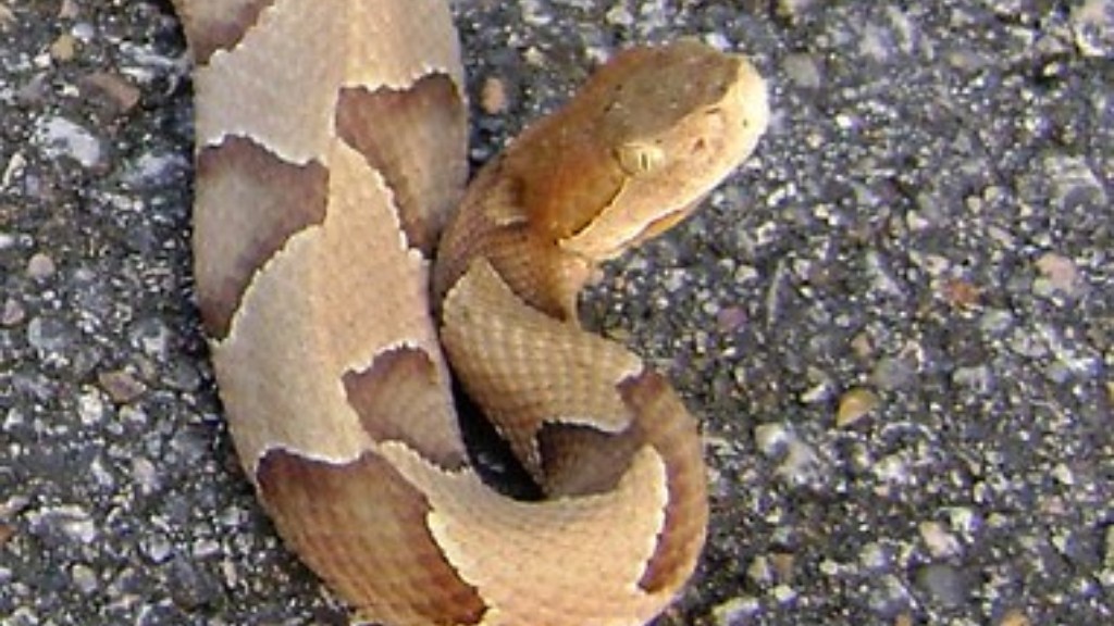 Are Copperhead Snakes Protected