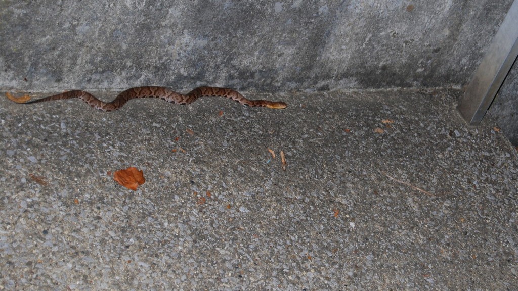 Which Is More Poisonous Copperhead Or Water Moccasin