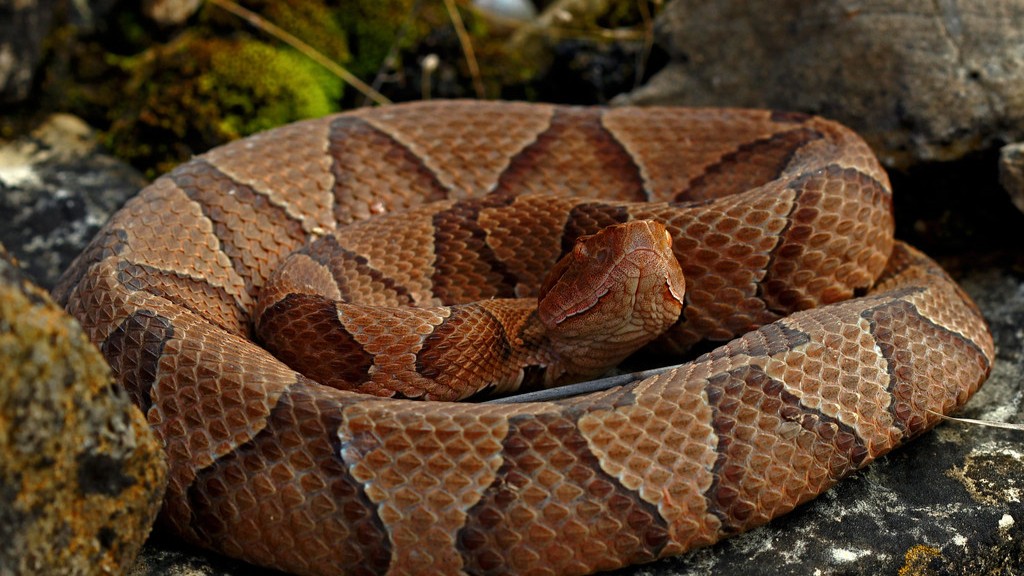 Which Is More Poisonous Copperhead Or Water Moccasin