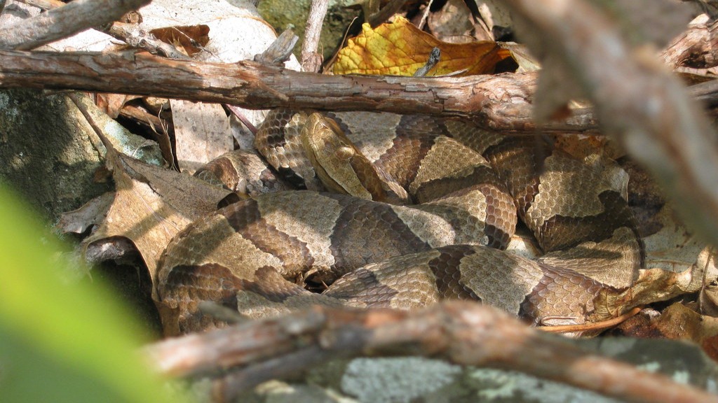 What Is The Striking Distance Of A Copperhead Snake