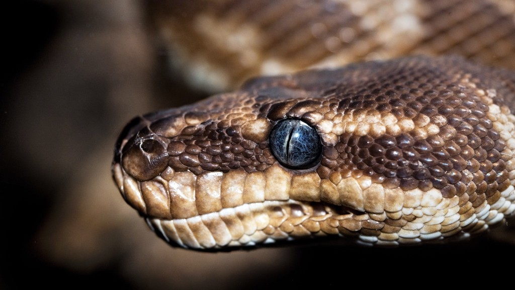Cobra Snake Facts Wikipedia