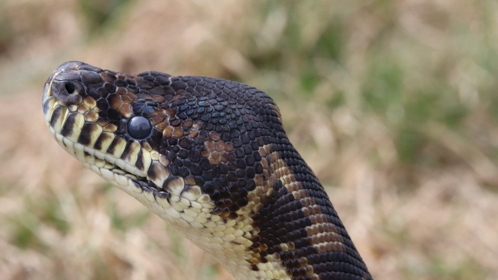 What Is A Copperhead Snake Natural Predators