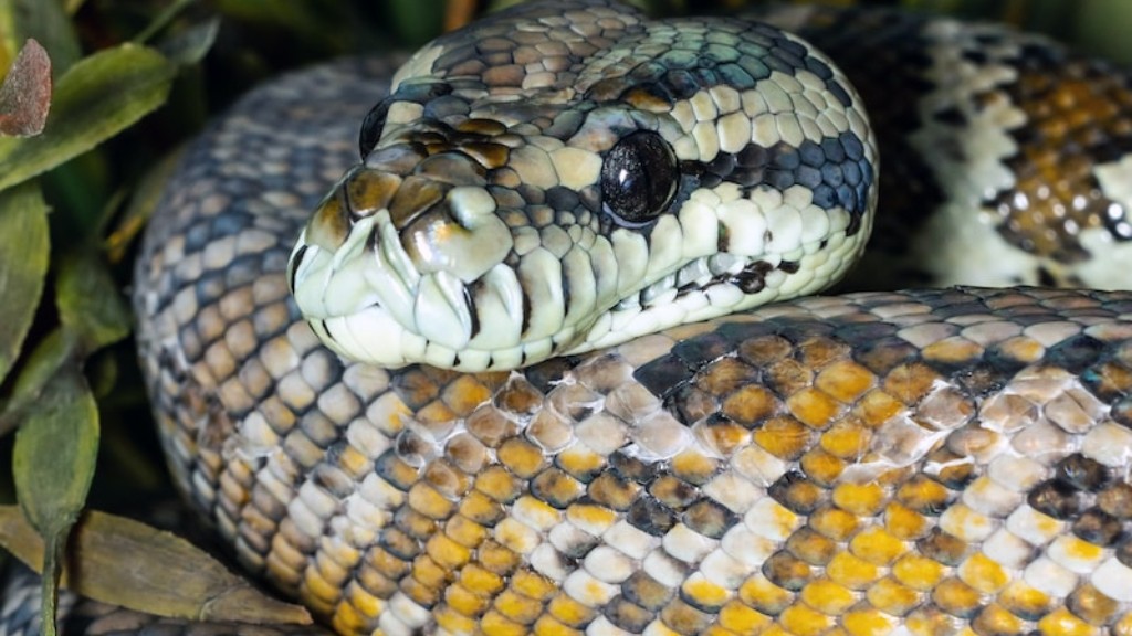 How To Take Care Of A Python Snake