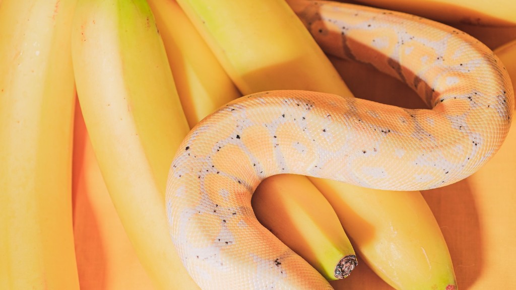 Friendly Python Snake