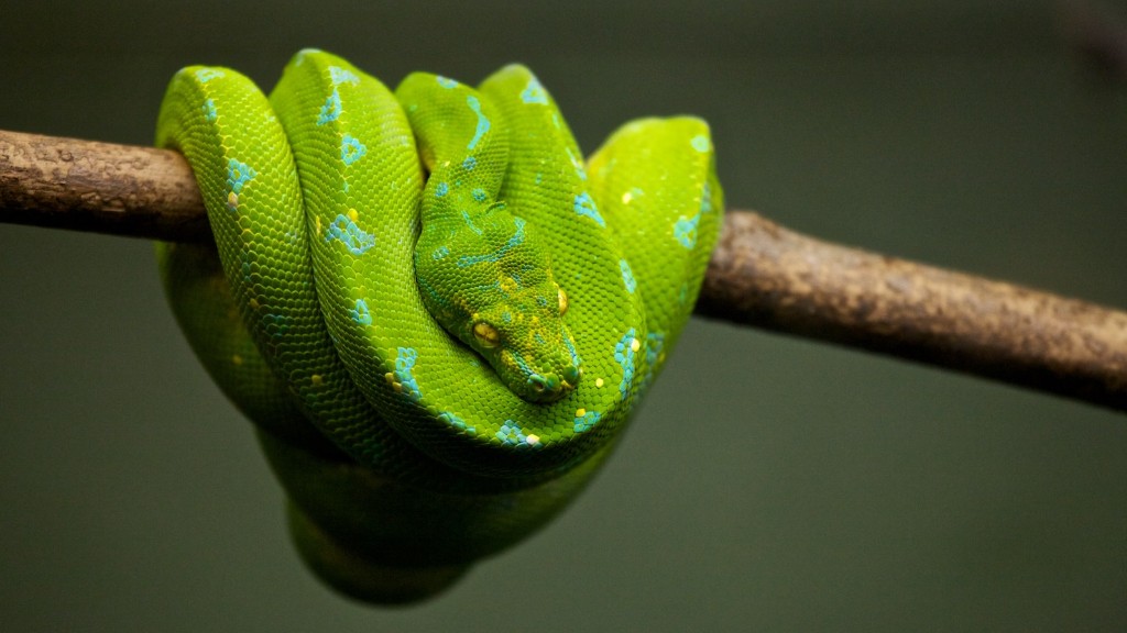 Friendly Python Snake