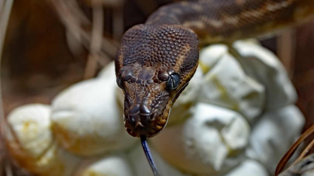 Python Snake Eats Sheep