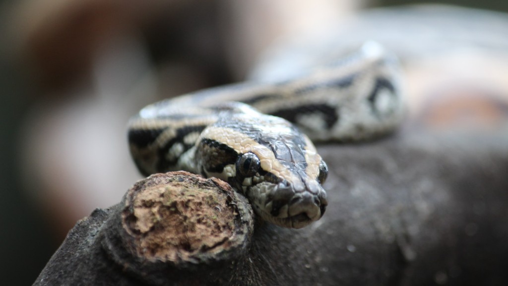 Python Snake Electrocuted