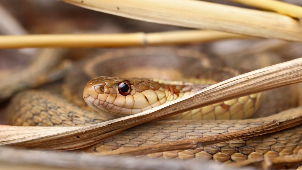 How Are Rattlesnake Bites Best Described