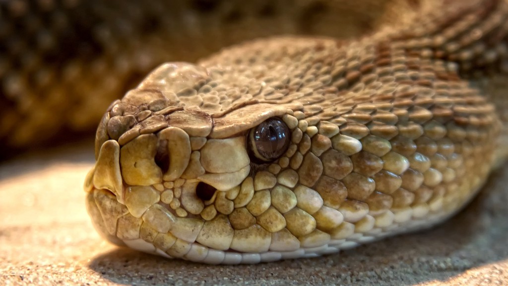 How Big Does A Rattlesnake Have To Be To Rattle