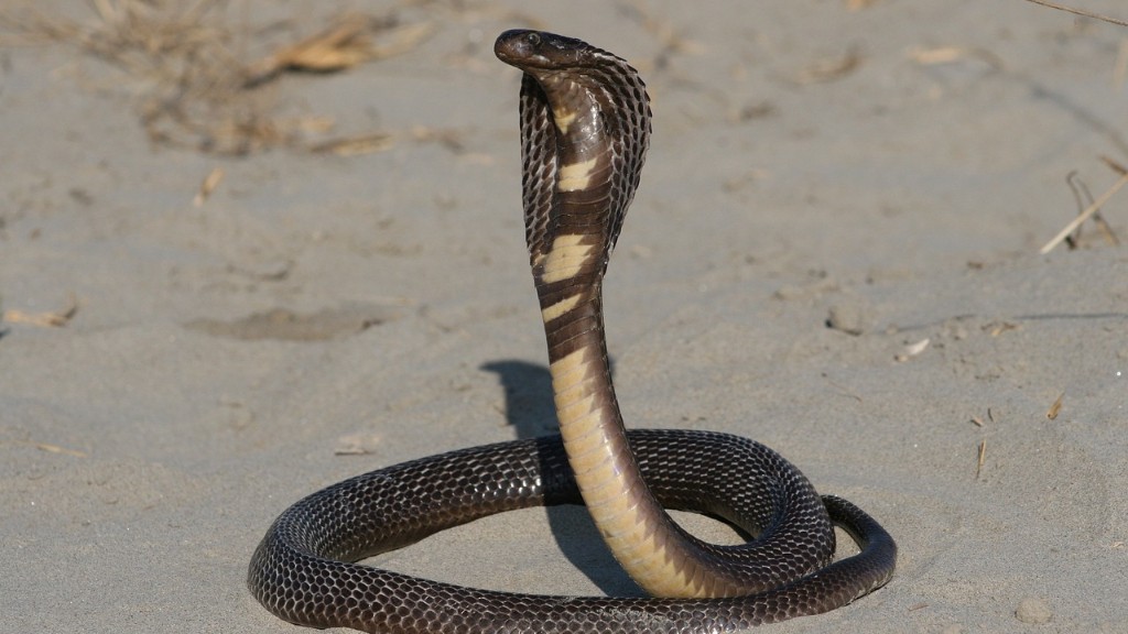 Can A Rattlesnake Spit Venom