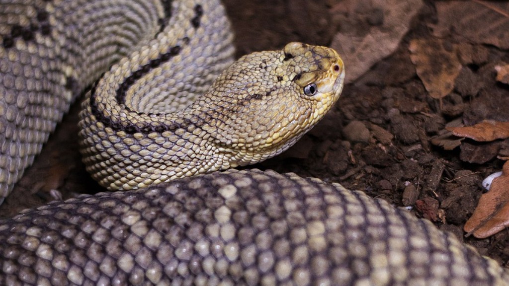 Is Rattlesnake Antivenom Made From Sheep Blood