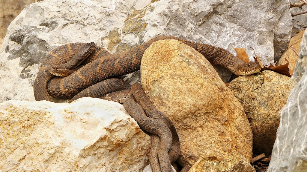 Are Fatal Rattlesnake Bites Increasing Or Decreasing
