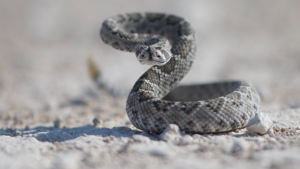 Is Rattlesnake Antivenom Made From Sheep Blood