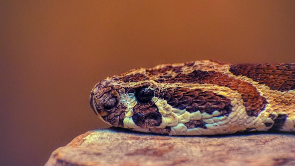Is Rattlesnake Antivenom Made From Sheep Blood