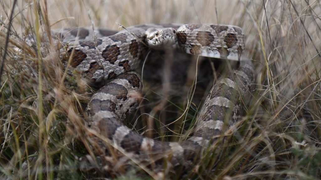 Can A Rattlesnake Spit Venom