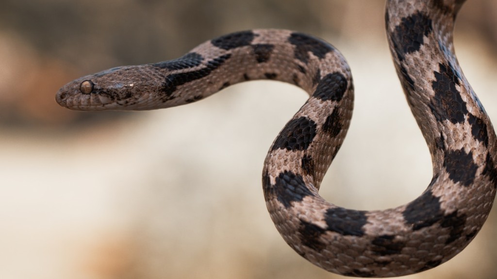 Can A Small Dog Survive A Rattlesnake Bite