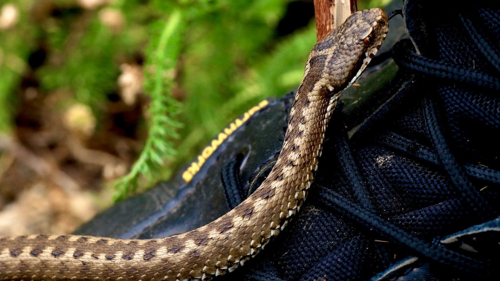Are Fatal Rattlesnake Bites Increasing Or Decreasing