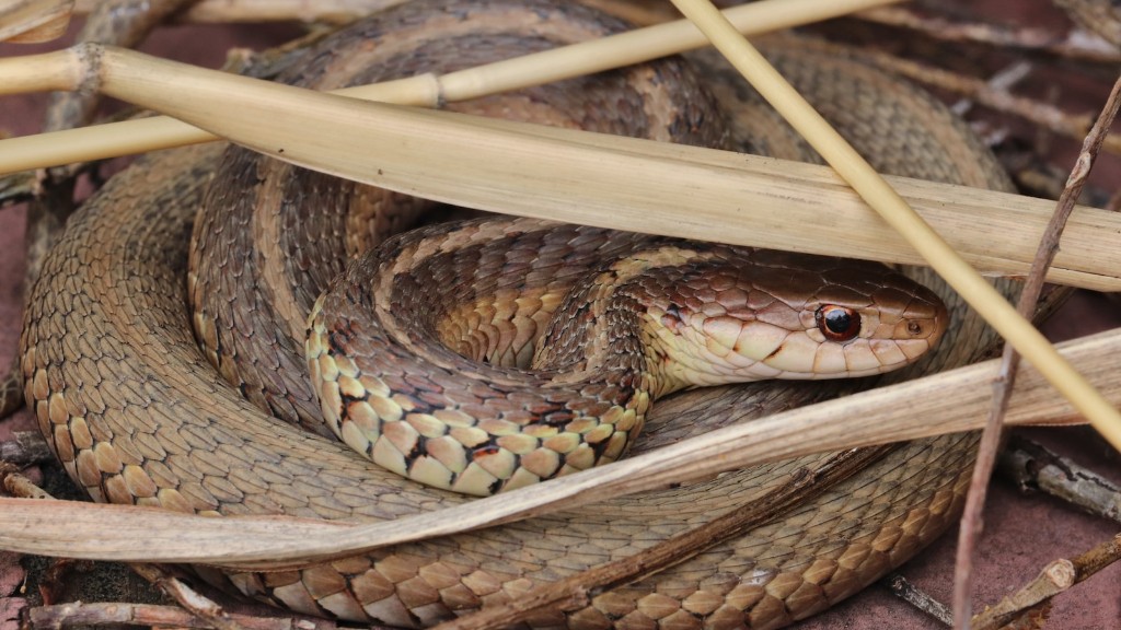 How To Treat Rattlesnake Bite In The Wilderness